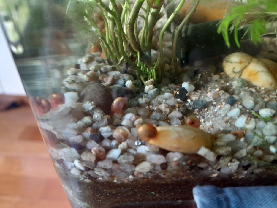Limnophila sessiliflora e camarões