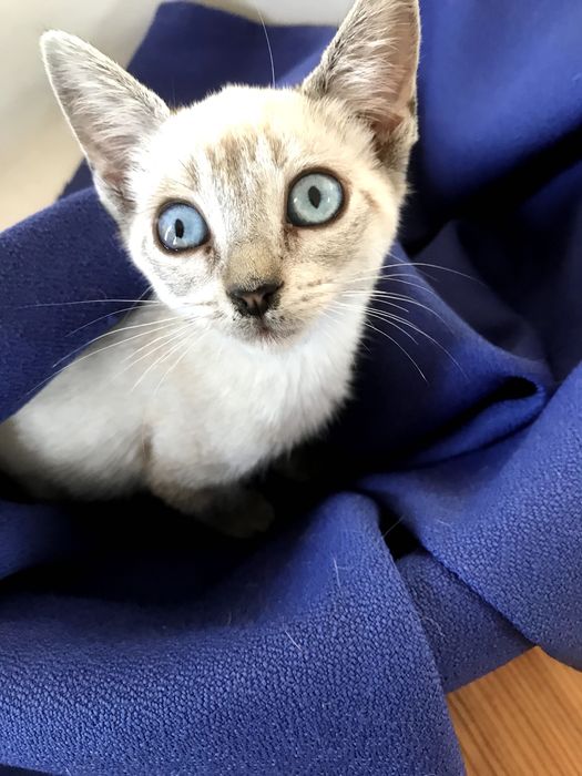 Gatinha de 2 meses, olhos brancos e azuis. para adoção