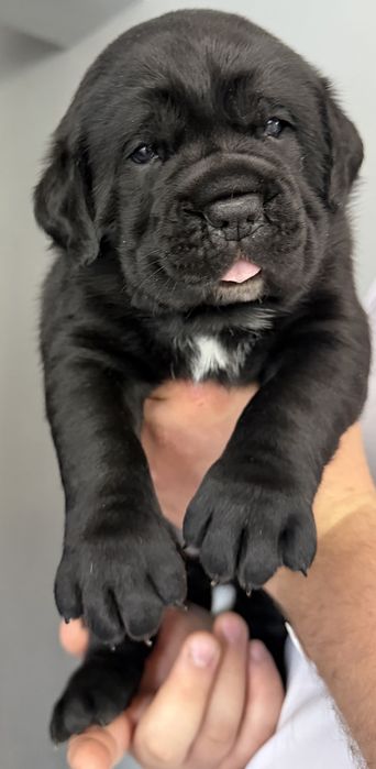 Cane corso suczka