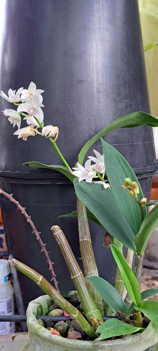 VENDO orquídea Dendrobium kingianum  semi alba