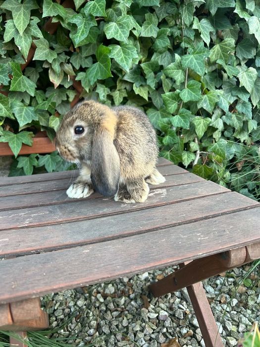 Króliczek Karzełek Baran mini króliki
