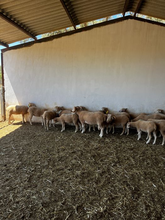 Lote/Rebanho ovelhas merino & campaniças