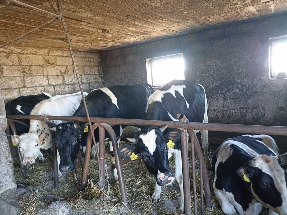 Jałówki jałówka krowa z terminem na juz