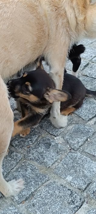 Cães para adotar