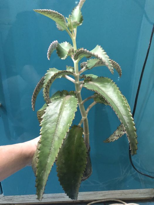 Лечебное каланхоэ (от насморка и гаймлрита)