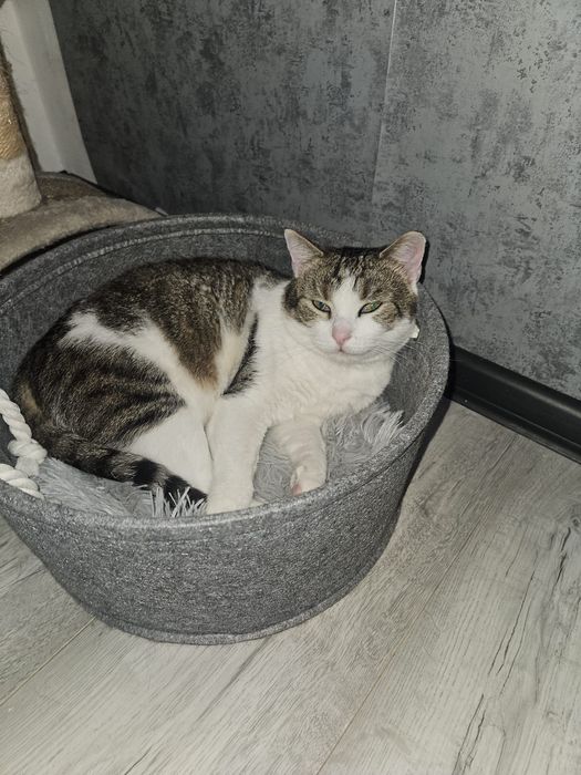 Misiu szuka domku wychodzącego