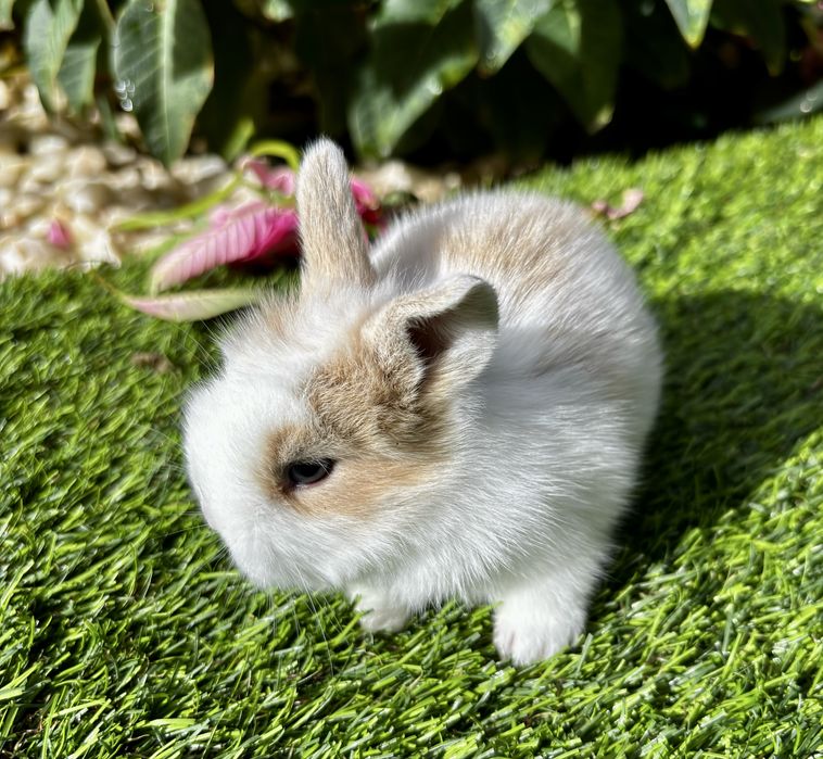 Coelho anão miniatura