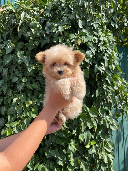 Малюки Pomapoo кремові мілашки