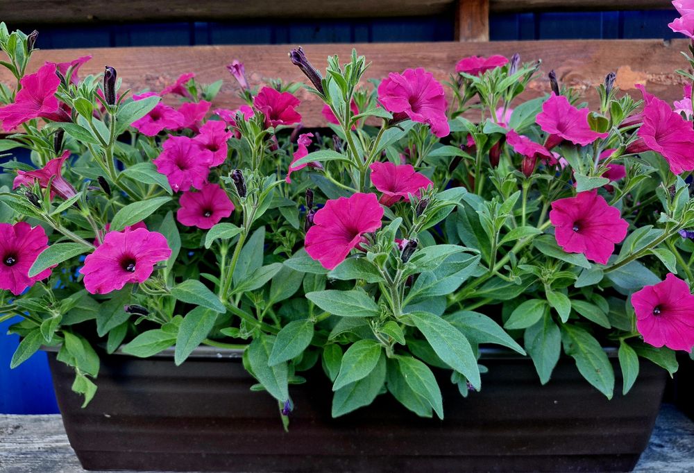 Supertunia Surfinie Pelargonie Gotowe Nasadzenia na balkon