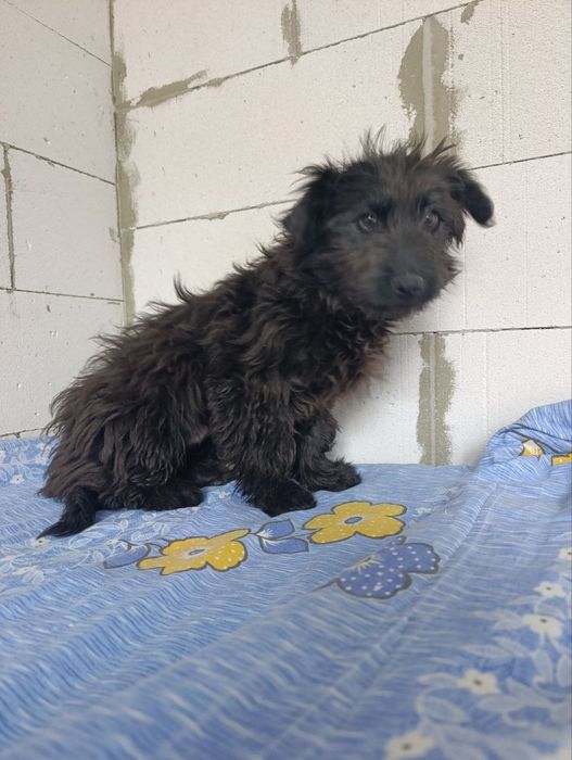 Гарна дівчинка в добрі руки