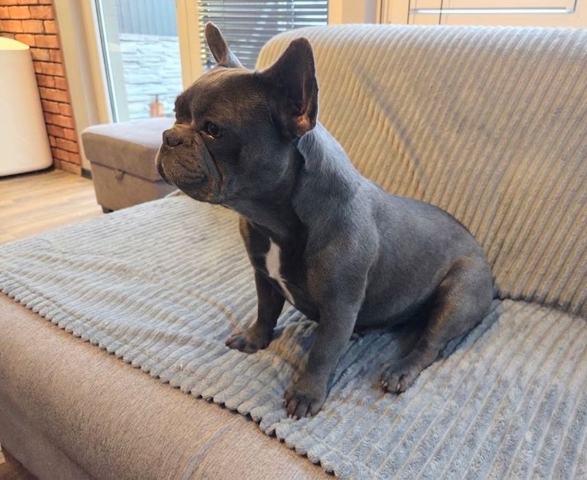 Buldog Francuski Blue  Rodowód  2 latnia