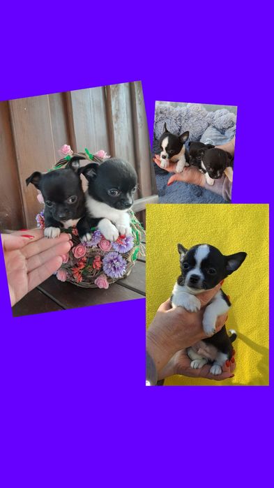 Шикарні дітлахи чіхуа