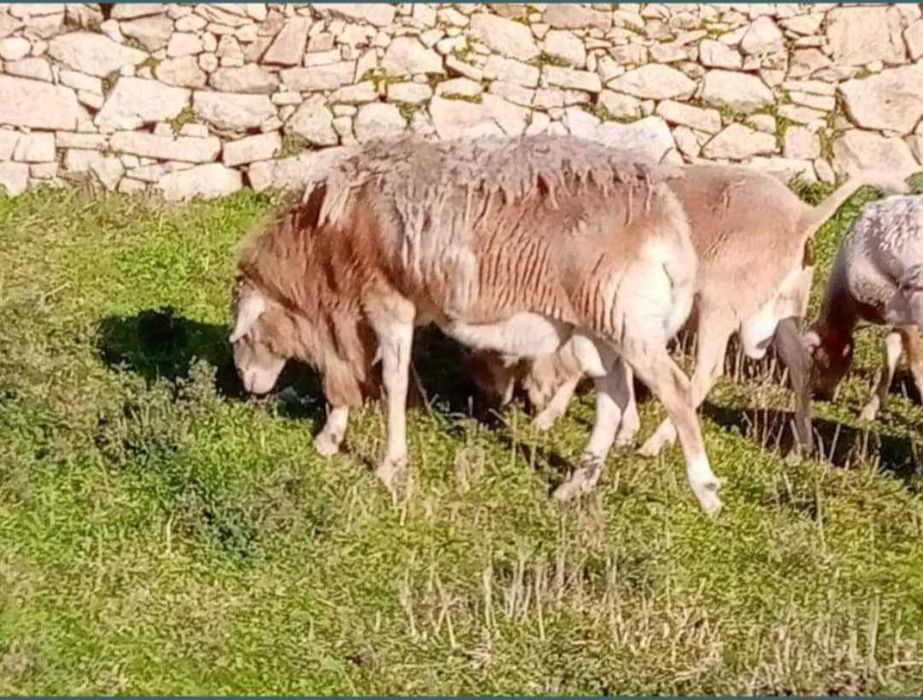 الحملان  borregas Pelibuey