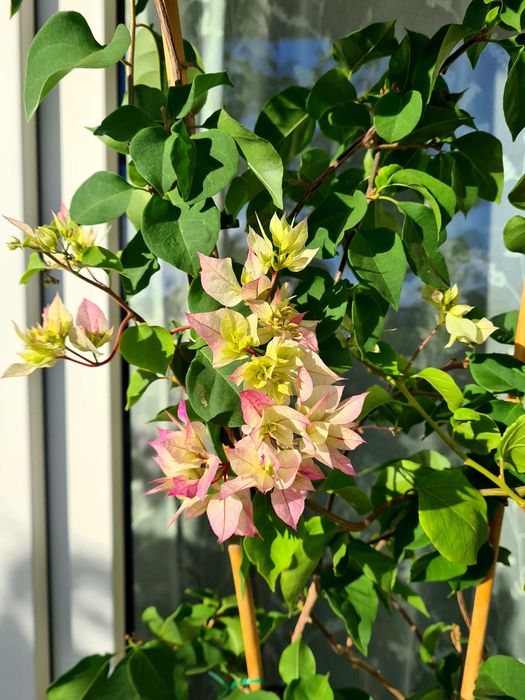 Bougainvillea bugenwilla kremowa zielona 90 - 100 cm bugenwila