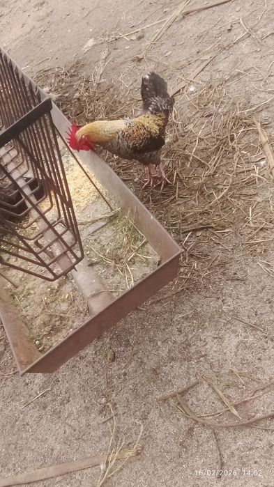 Vendo piriquitos de capoeira machos