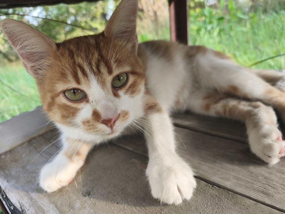 Котик молодий до року