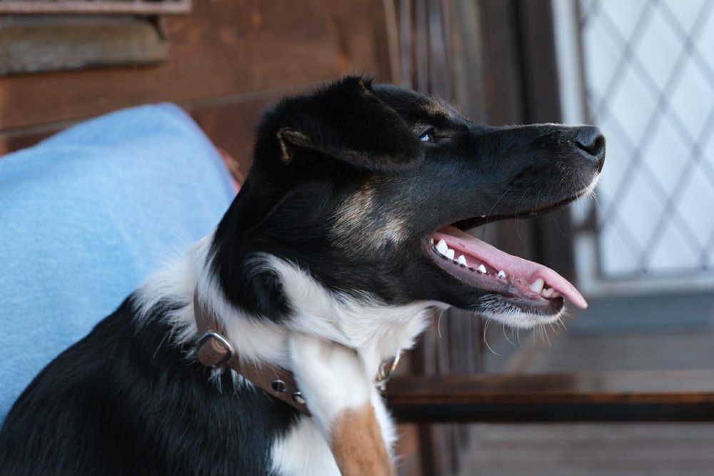 Piekna psina szula swojego pana