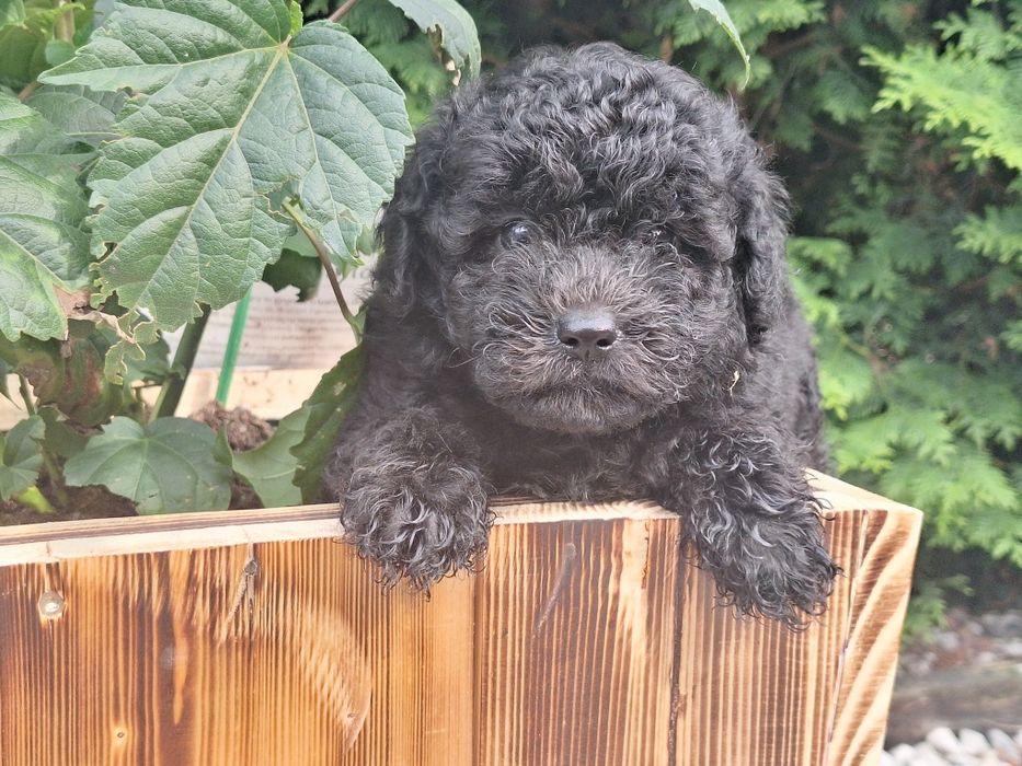 Piesek maltipoo z metryką