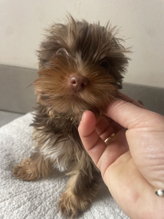 Elvis   Choco&tan  piesek Yorkshire Terrier