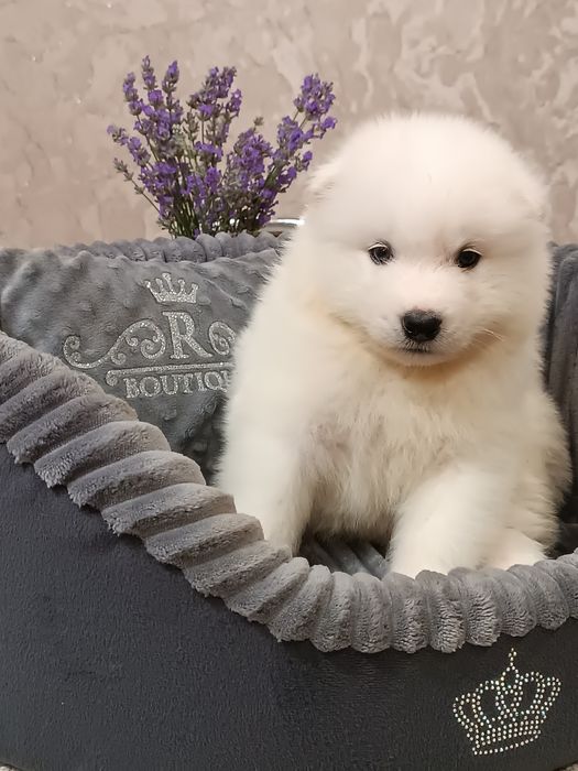 Цуценята самоїда