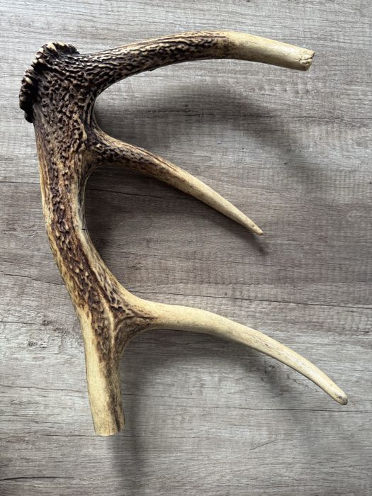 Poroże jelenia – naturalny zrzut, dekoracyjne