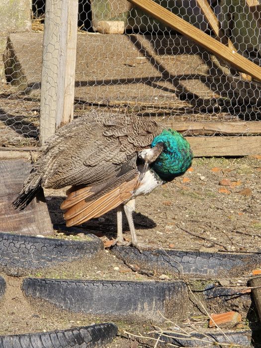 Pavões com fator arlequim