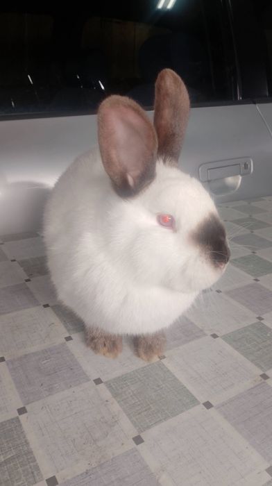 Samica Kalifornia Hawana polecam