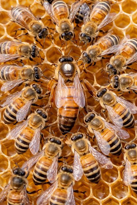 Matki pszczele Unasiennione Naturalnie