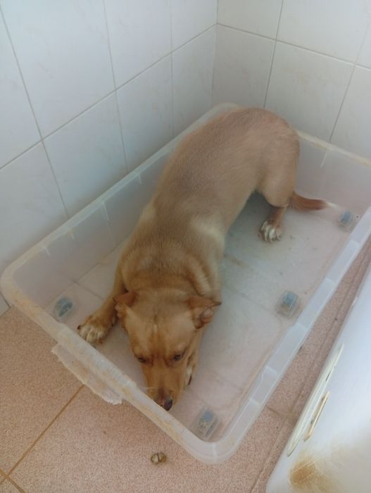 Adoção de animais