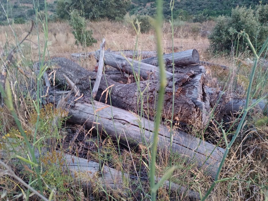 Madeira de pinho – cerca de 20 toneladas ou mais – Bom estado
