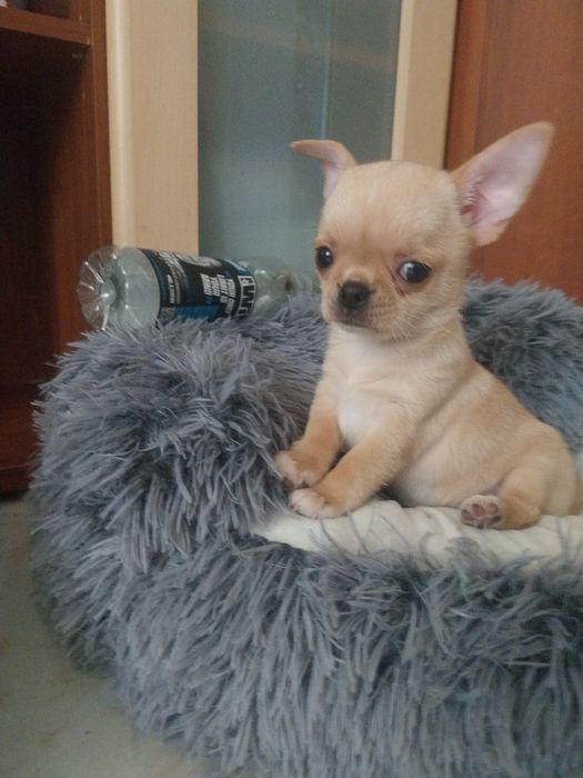 Chihuahua dziewczyneczka ZKWP