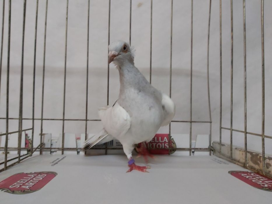 Gołębie Jasne Perłowe