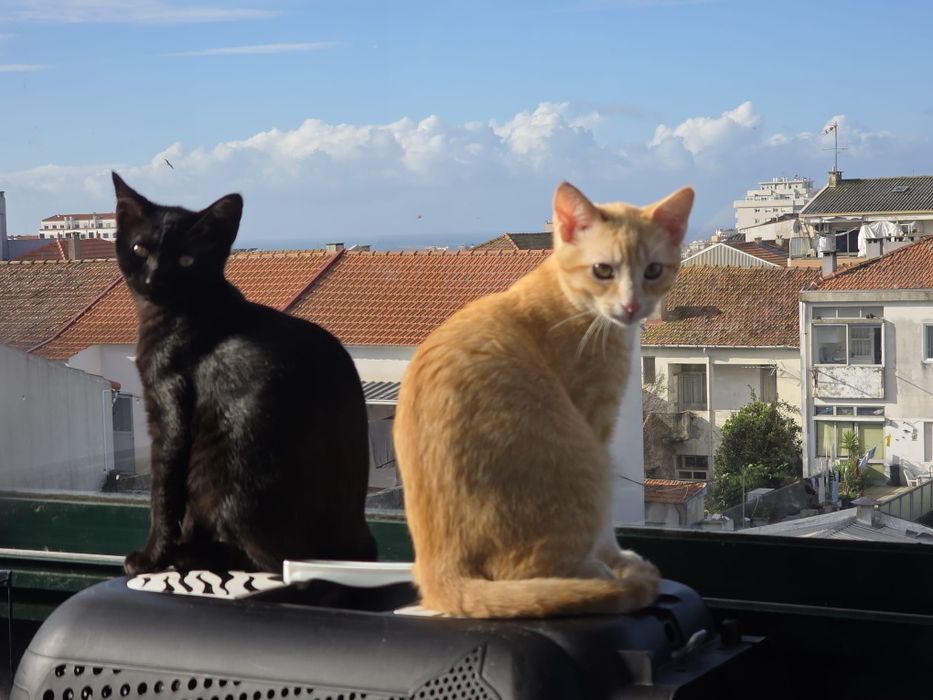 Gatinhos bebés 3,5 meses ADOÇÃO CONJUNTA