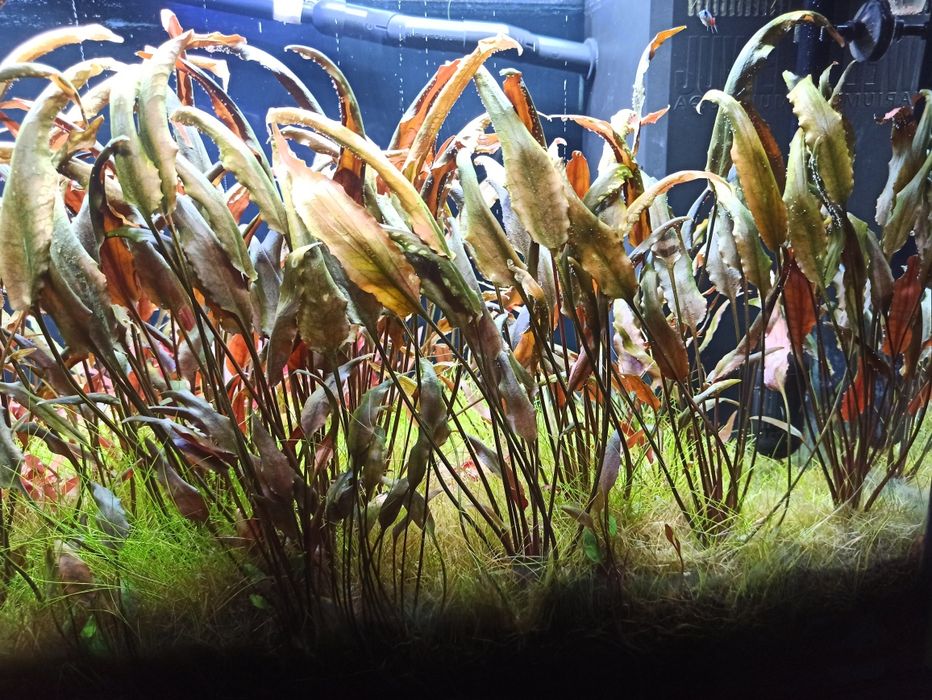 Cryptocoryne roślinki
