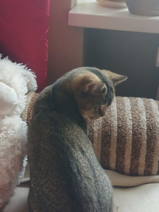 Британская шиншиловая кошечка