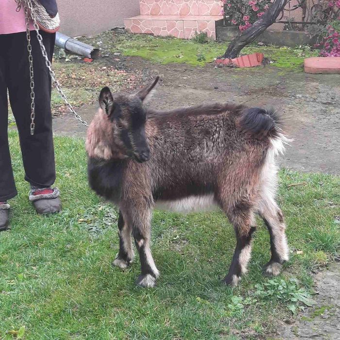 Молочна молода коза