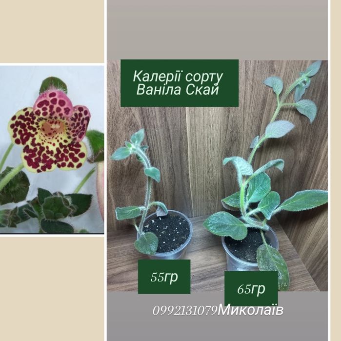 Продаю свои  комнатные растения   НЕ ГОЛАНДИЯ  это ВАЖНО