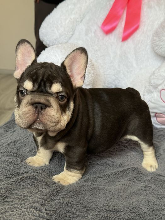 Французький бульдог биг роп