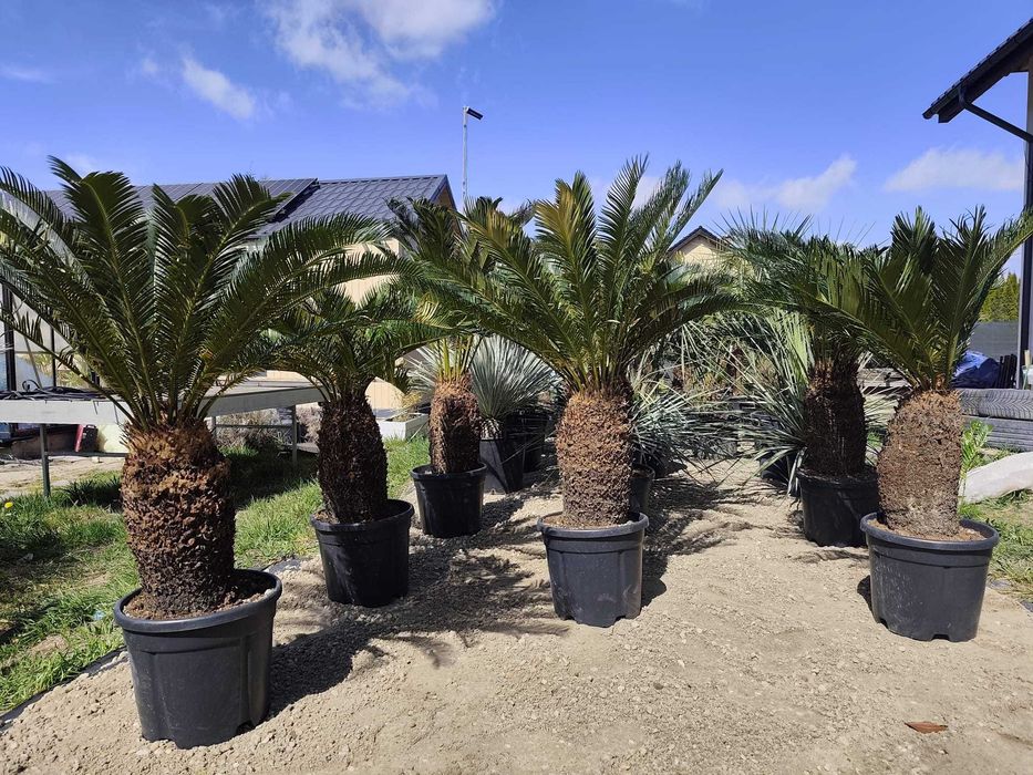 Cycas revoluta 40-50 cm pnia 120-140 cm całkowita