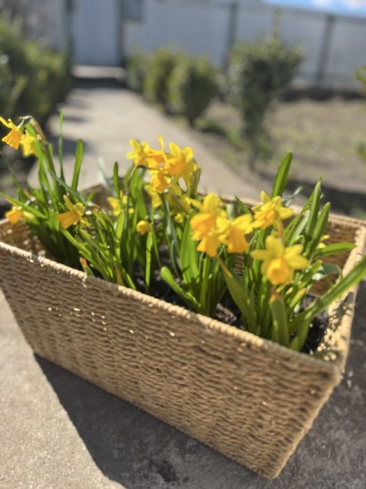 Нарцис в горщику