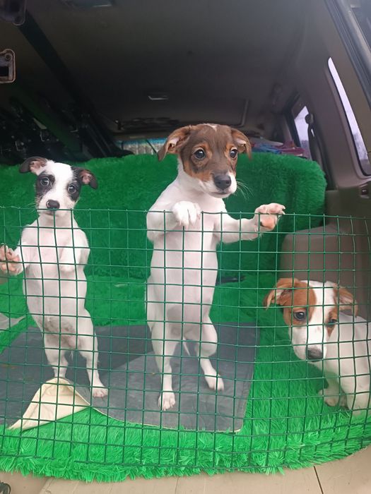 С ног сшибательная банда Джеков