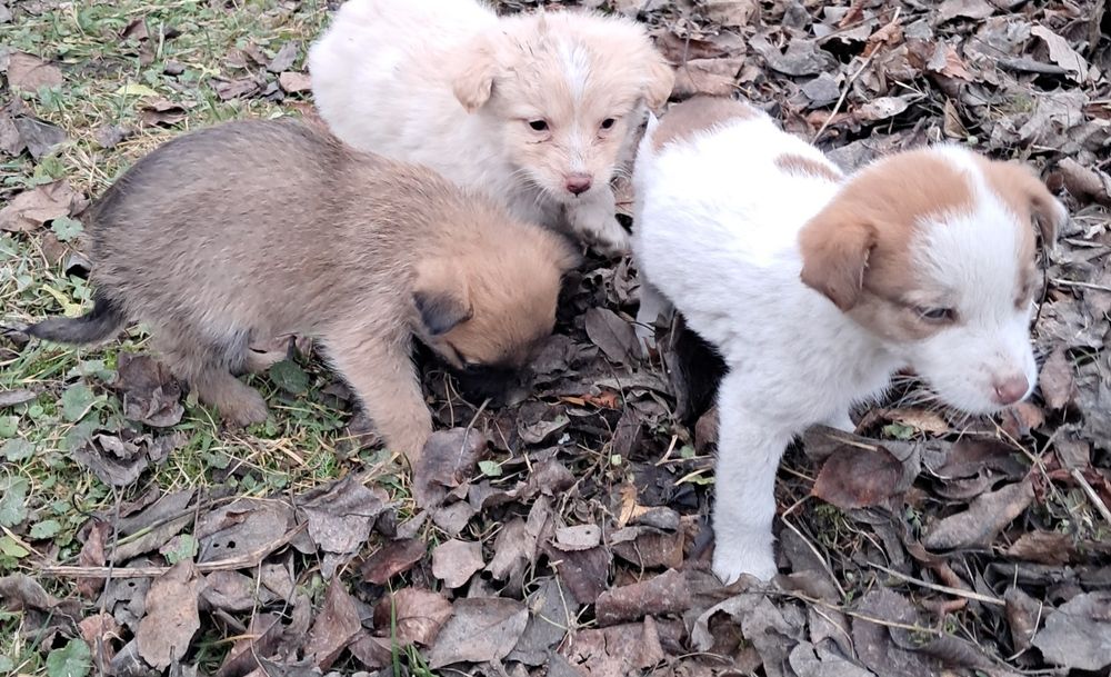 7 милих цуценят шукають люблячий дім