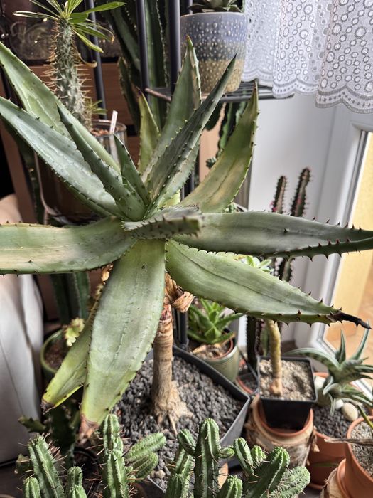 Aloes uzbrojony- Aloe Ferox rzadki okaz!