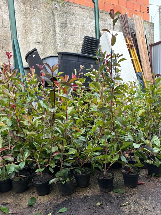 Photinias envasadas