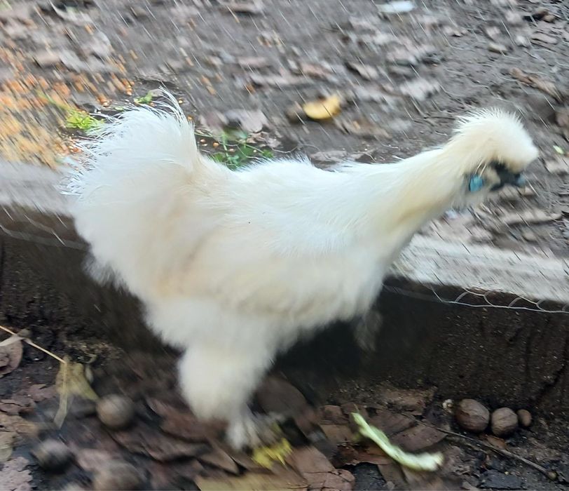 3 Sedosas do Japão (machos)