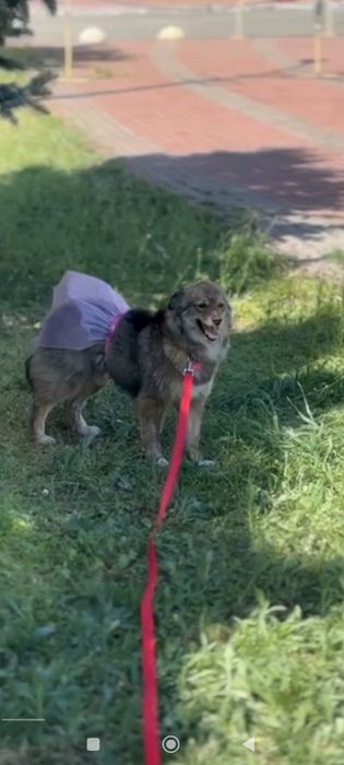 Небольшая собачка Шпулька станет вашим компаньоном