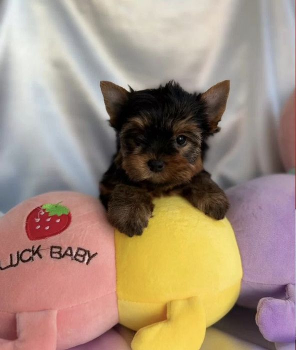 Міні міні гарні дітки