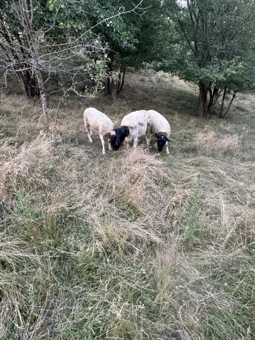 Продам баранів Дорпер