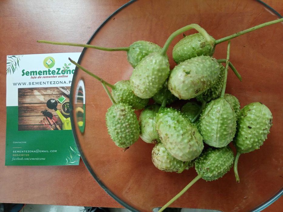 50 Sementes de Pepino Maxixe - Cucumis anguria