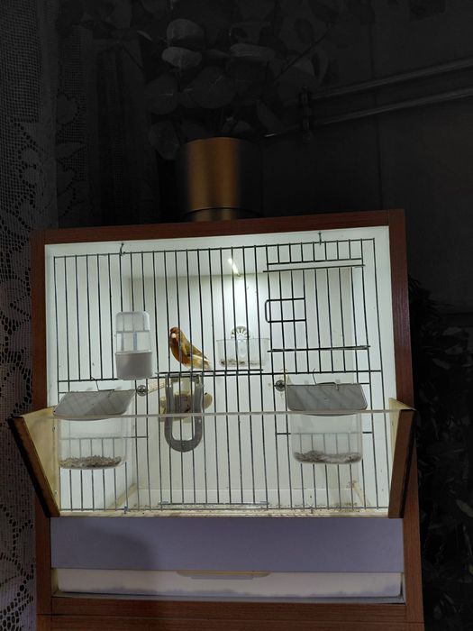 Kanarek Samiec Sprzedam